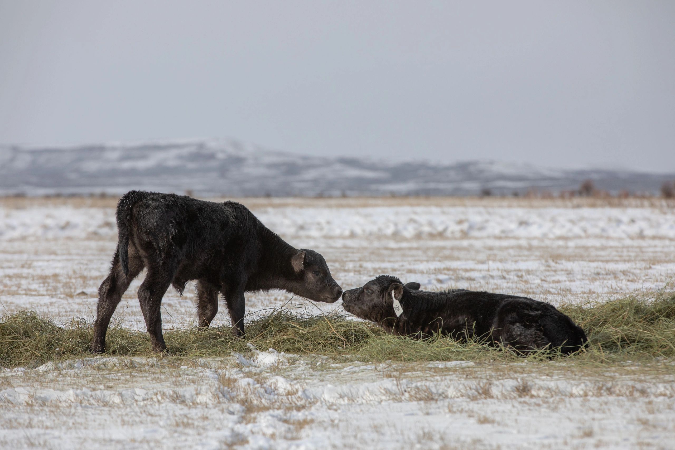Work Animal & Livestock Veterinarian Sublette Veterinary Services